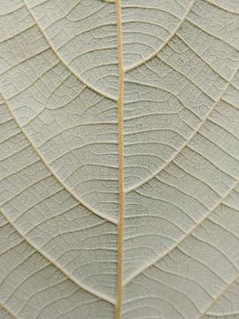 Leaf Vein Texture With Symmetrical Pattern on Underside Stock Photos