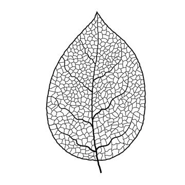 Leaf vein vector texture isolated transparent autumn black detail botanical vein Stock Illustration