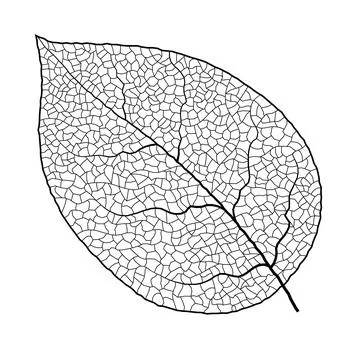 Leaf vein vector texture isolated transparent autumn black detail botanical vein Stock Illustration