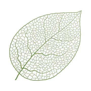 Leaf vein vector texture isolated transparent autumn black detail botanical vein Stock Illustration