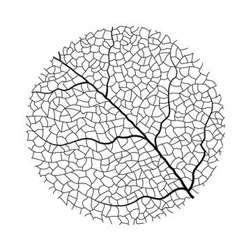 Leaf vein vector texture isolated transparent autumn black detail botanical vein Stock Illustration