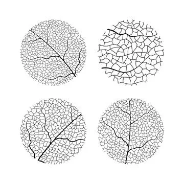 Leaf vein vector texture isolated transparent autumn black detail botanical vein Stock Illustration