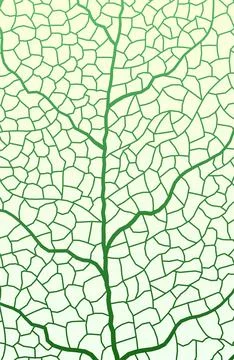 Leaf vein vector texture isolated transparent autumn black detail botanical vein Stock Illustration