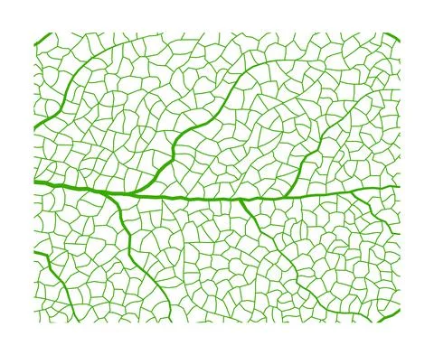 Leaf vein vector texture isolated transparent autumn black detail botanical vein Stock Illustration