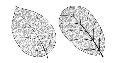 Leaf vein vector texture isolated transparent autumn black detail botanical vein Stock Illustration