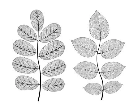 Leaf vein vector texture isolated transparent autumn black detail botanical vein Stock Illustration
