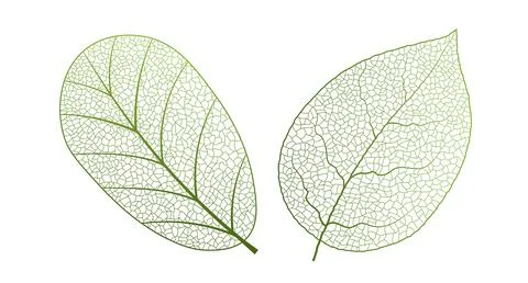 Leaf vein vector texture isolated transparent autumn black detail botanical vein Stock Illustration