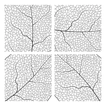 Leaf vein vector texture isolated transparent autumn black detail botanical vein Stock Illustration