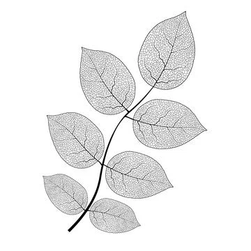 Leaf vein vector texture isolated transparent autumn black detail botanical vein Stock Illustration
