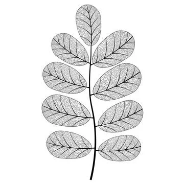 Leaf vein vector texture isolated transparent autumn black detail botanical vein Stock Illustration