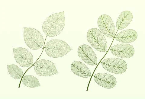 Leaf vein vector texture isolated transparent autumn black detail botanical vein Stock Illustration