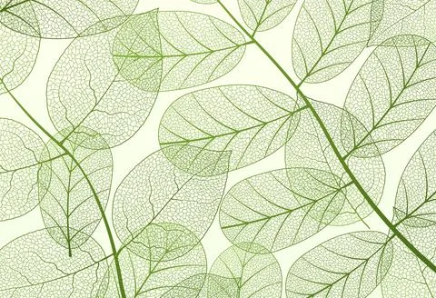 Leaf vein vector texture isolated transparent autumn black detail botanical vein Stock Illustration