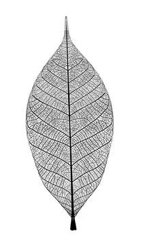 Leaf with veined on white background Stock Illustration