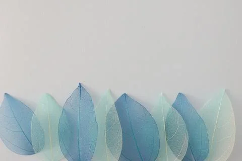 Leaf veins on a blue background. Skeleton leaf blue color background. Enable Stock Photos