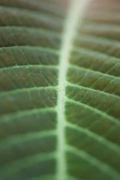 Leaf veins, extreme close-up Stock Photos