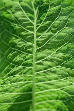 Leaf veins, extreme close-up Stock Photos