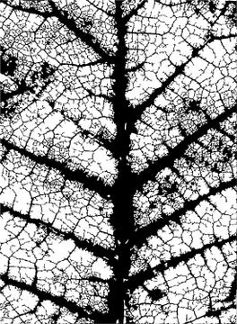 Leaf veins Illustrazione stock