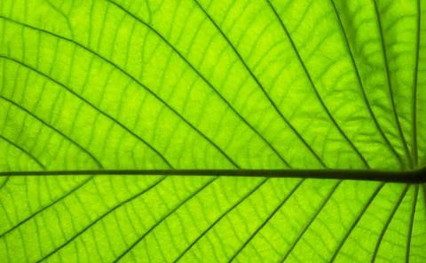 Leaf with veins nature background Stock Photos