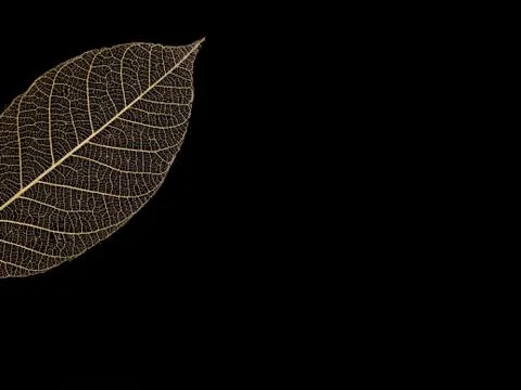 Leaf veins pattern Stock Photos