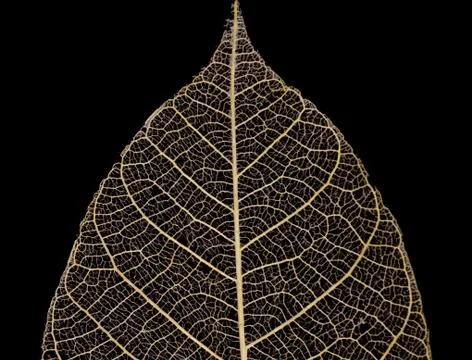 Leaf veins pattern Stock Photos