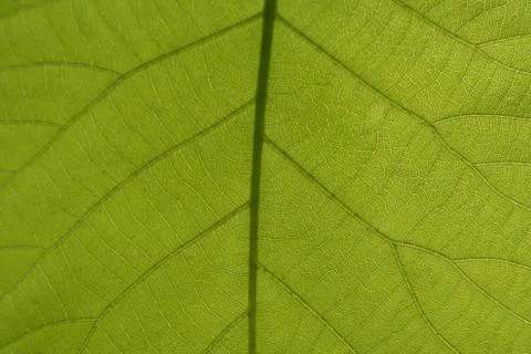 Leaf veins Stock Photos