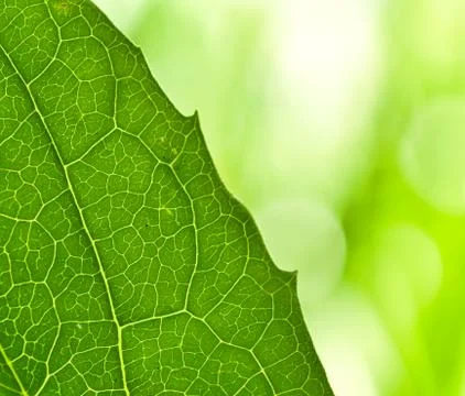 Leaf veins Stock Photos