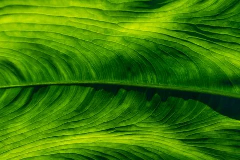 Leaf veins seen from close up creating a beautiful green nature pattern Fotos de archivo