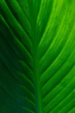 Leaf veins seen from close up creating a beautiful green nature pattern 库存照片