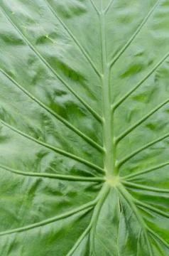 Leaf with veins showing texture Stock Photos