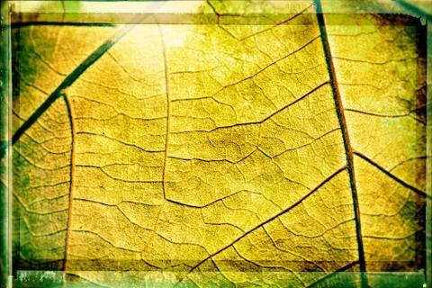 Leaf veins texture Stock Photos