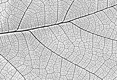 Leaf veins texture. Vector nature background for overlays and designs Stock Illustration