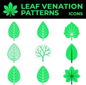 Leaf Venation Patterns Icons Set Green Nature Botany. Stock Illustration