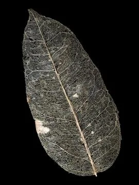 Leaf venation Stock Photos