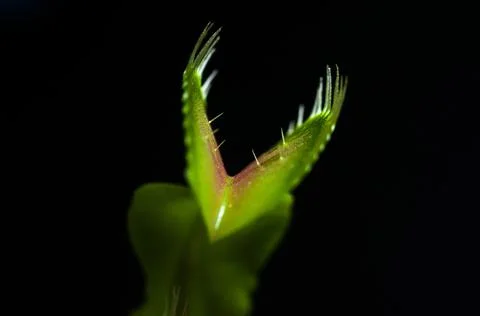 Leaf of Venus flytrap, Venus atrapamoscas  Carnivorous plant Foto stock