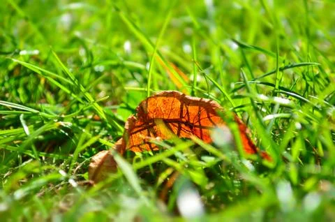 Leaf Vessals Stock Photos