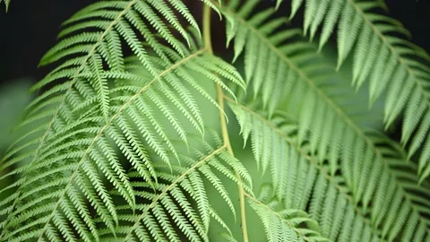 LEAF Video 4k 02 Stock Footage 232921116