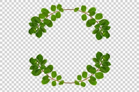 Leaf vine circle Isolate on transparent background PNG file Stock Photos