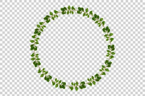 Leaf vine circle Isolate on transparent background PNG file Stock Photos