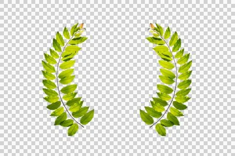 Leaf vine circle Isolate on transparent background PNG file Stock Photos