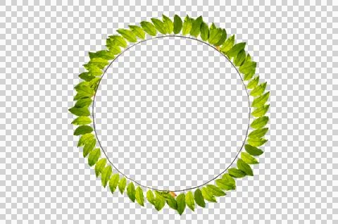 Leaf vine circle Isolate on transparent background PNG file Stock Photos