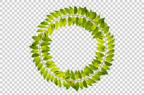 Leaf vine circle Isolate on transparent background PNG file Stock Photos