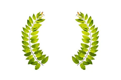 Leaf vine circle isolates on a white background Stock Photos