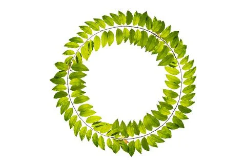 Leaf vine circle isolates on a white background Stock Photos