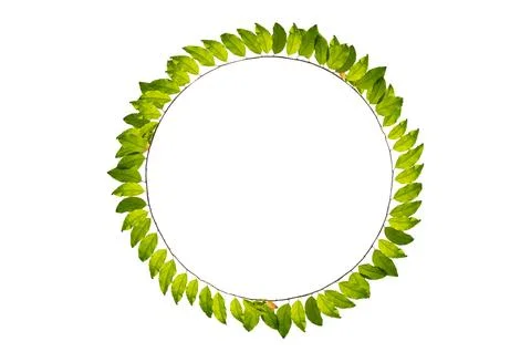 Leaf vine circle isolates on a white background Stock Photos
