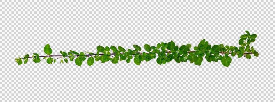 Leaf vine Isolate on transparent background PNG file Stock Photos