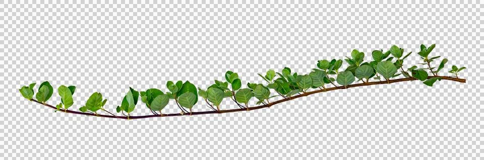 Leaf vine Isolate on transparent background PNG file Foto stock