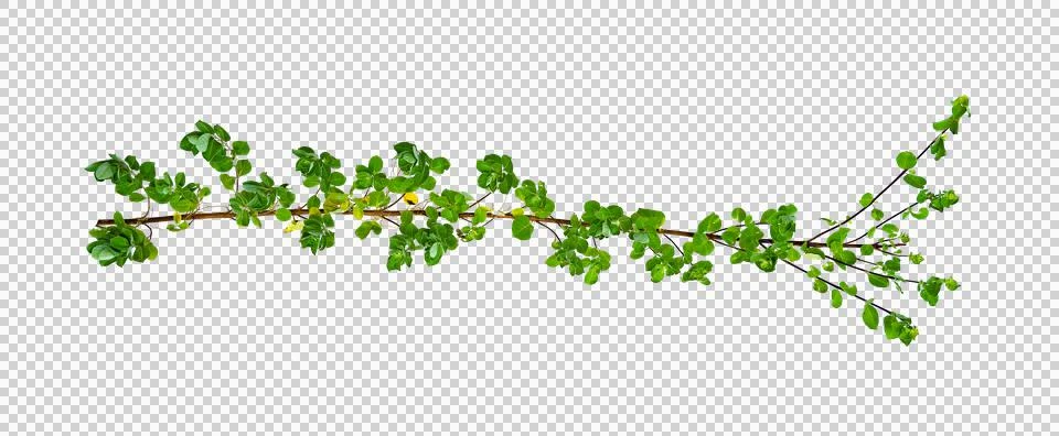 Leaf vine Isolate on transparent background PNG file Stock Photos