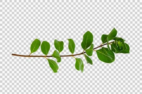 Leaf vine Isolate on transparent background PNG file Stock Photos
