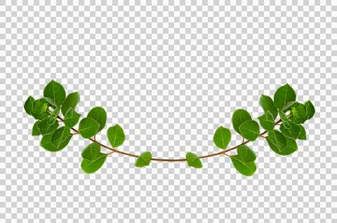 Leaf vine Isolate on transparent background PNG file Stock Photos