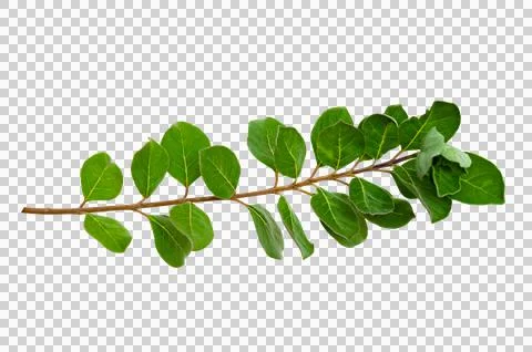 Leaf vine Isolate on transparent background PNG file Stock Photos